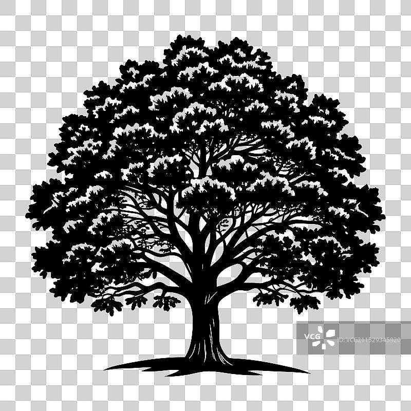 抽象的大橡树剪影与图片素材