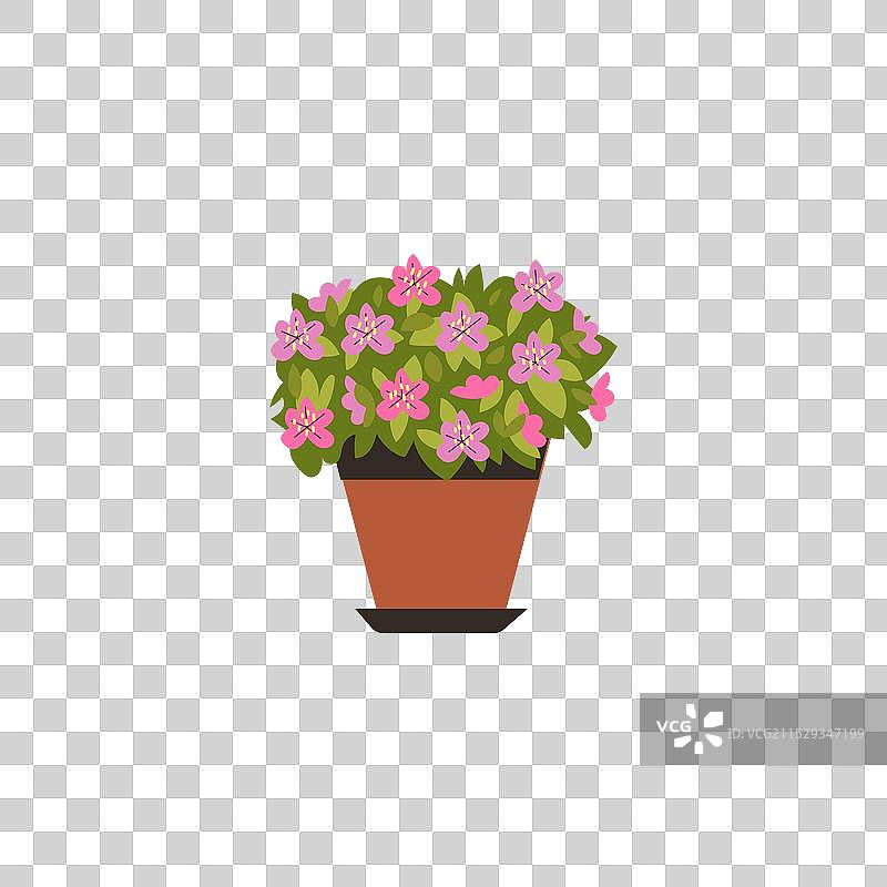 优雅与杜鹃花图片素材