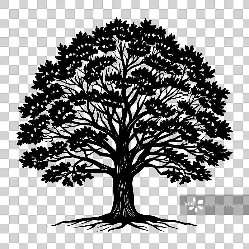 黑色橡树叶子的剪影图片素材