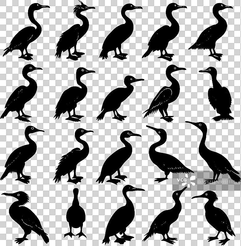 黑色鸬鹚剪影图片素材