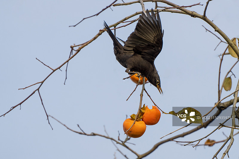 乌鸫食柿图片素材