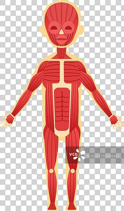 儿童肌肉系统教育图解图片素材