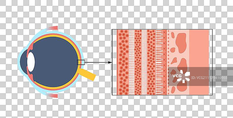 视网膜结构海报图片素材