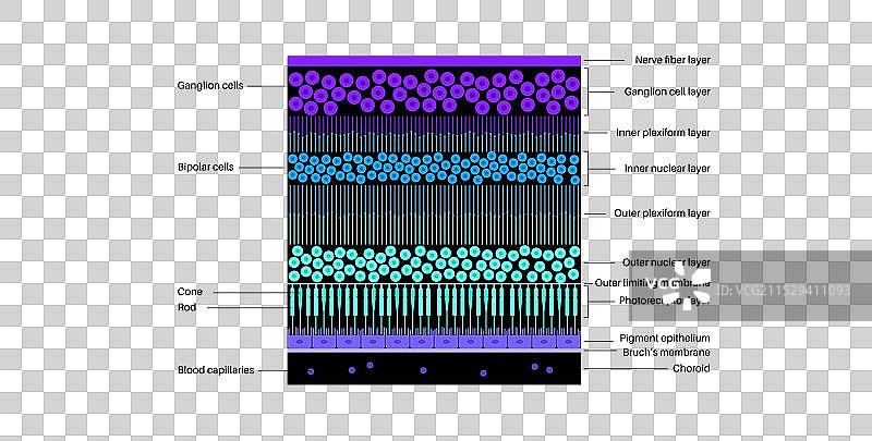 视网膜结构海报图片素材