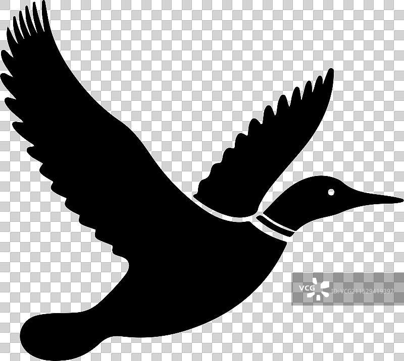 潜鸟飞翔的图像图片素材