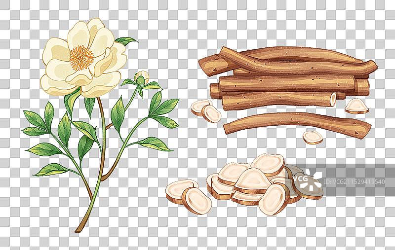 中国传统文化中医养生中草药药材医疗用品之白芍图片素材