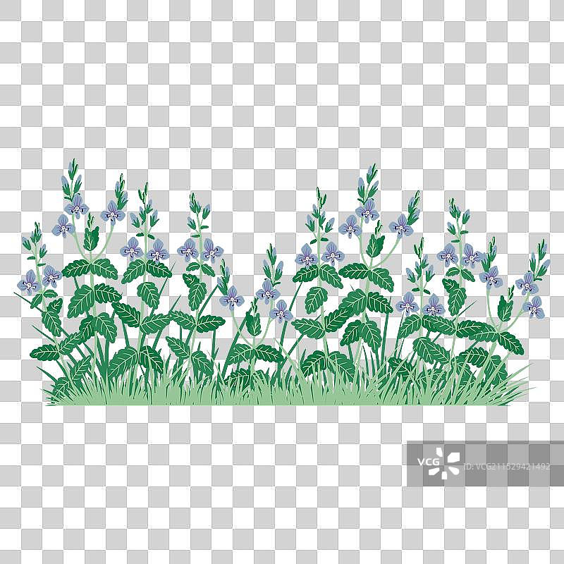 绘制野花——紫花地丁图片素材