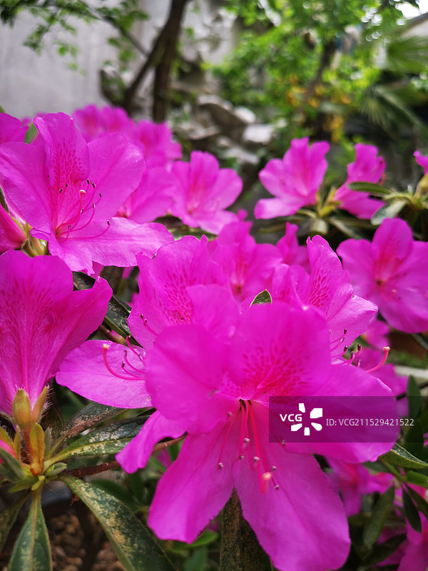 绽放的春天随拍纪实图片素材