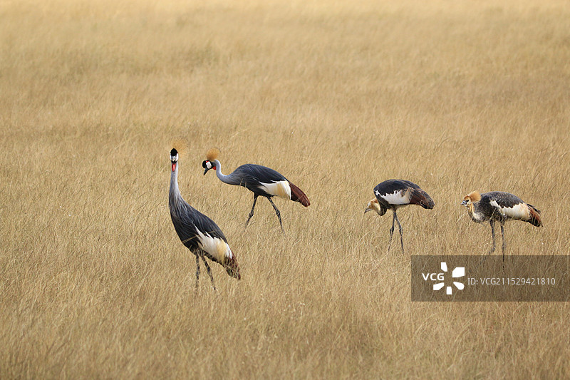 东非冕鹤图片素材