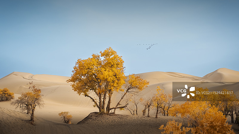 大漠风情图片素材