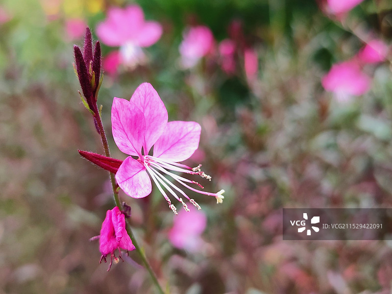 千鸟花（山桃草）粉色开花植物的高视角特写镜头图片素材