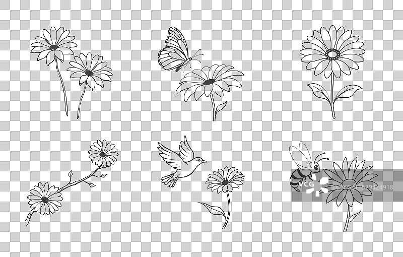 骨架菊花的植物线条艺术图片素材