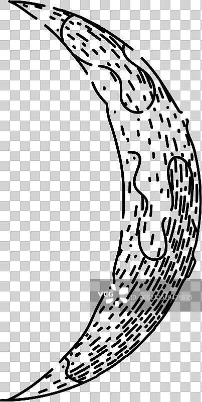 手绘月相素描图片素材