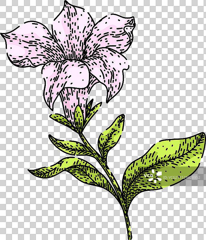 手绘的波斯菊素描图片素材