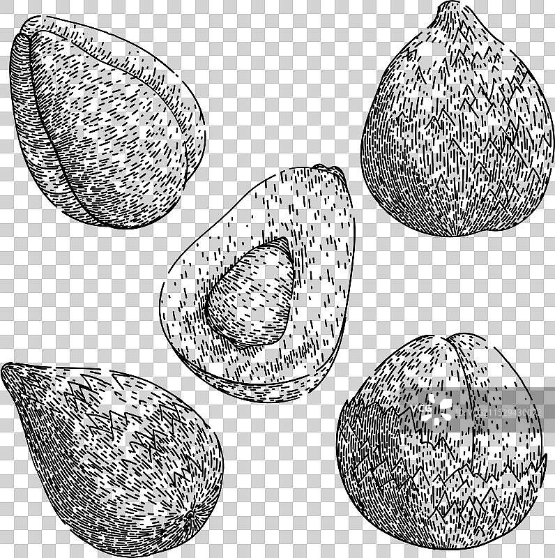 沙拉克果实素描手绘图片素材