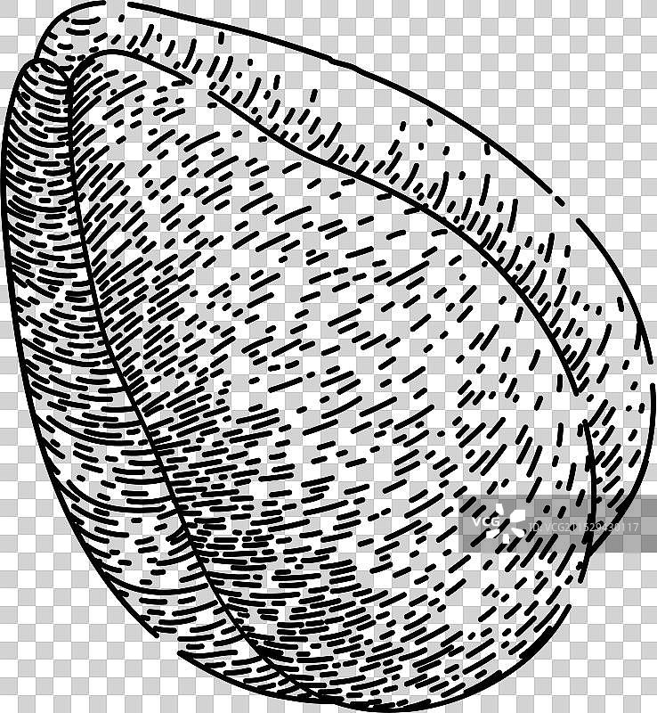 手绘的扎拉卡果（沙拉克果）素描图片素材