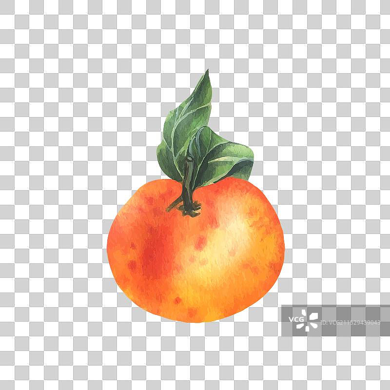 橙色的橘子与绿色的枝条和叶子图片素材