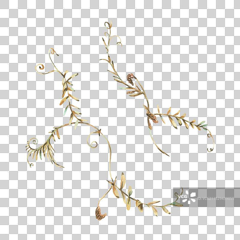 紫花苜蓿的两根枝条，呈赭色和粉色。图片素材