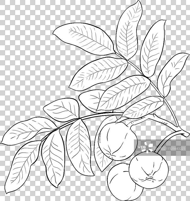 安迪罗巴树枝与坚果轮廓图片素材