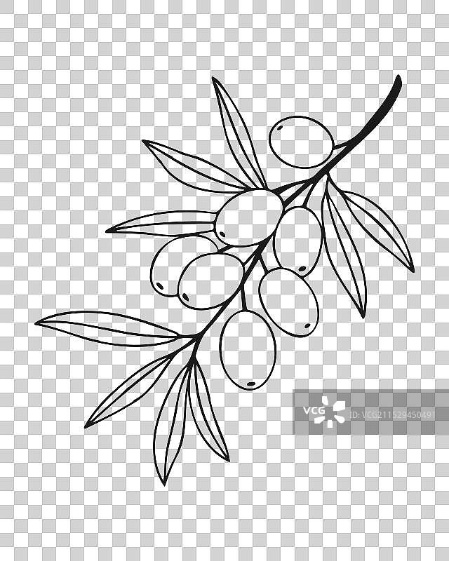 海棠果树枝上挂满成熟的果实图片素材