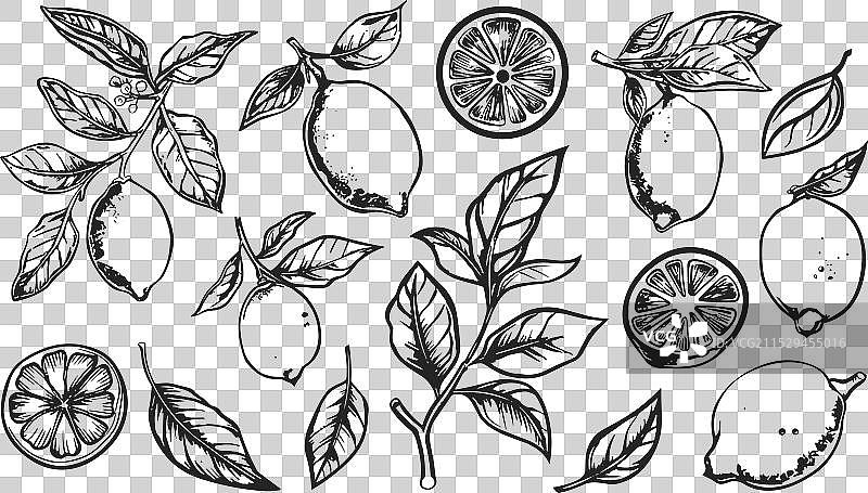 黑白柠檬涂鸦剪贴画全集图片素材