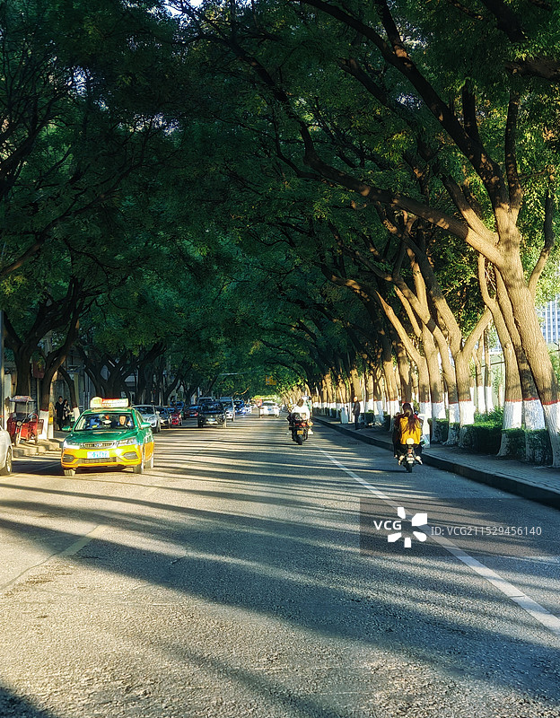 林荫道路图片素材