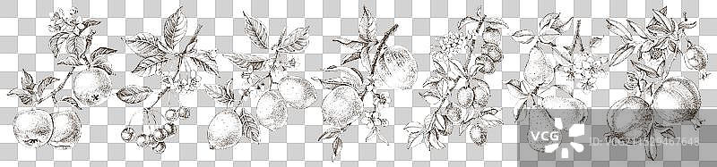 果树的树枝图片素材