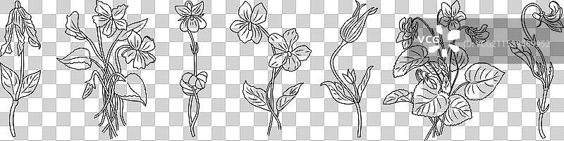 一组紫罗兰线条艺术插图图片素材