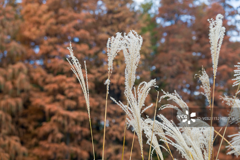 秋天来了图片素材