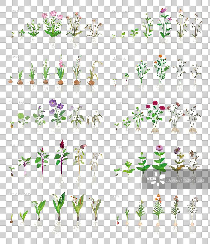 花朵生长阶段图片素材