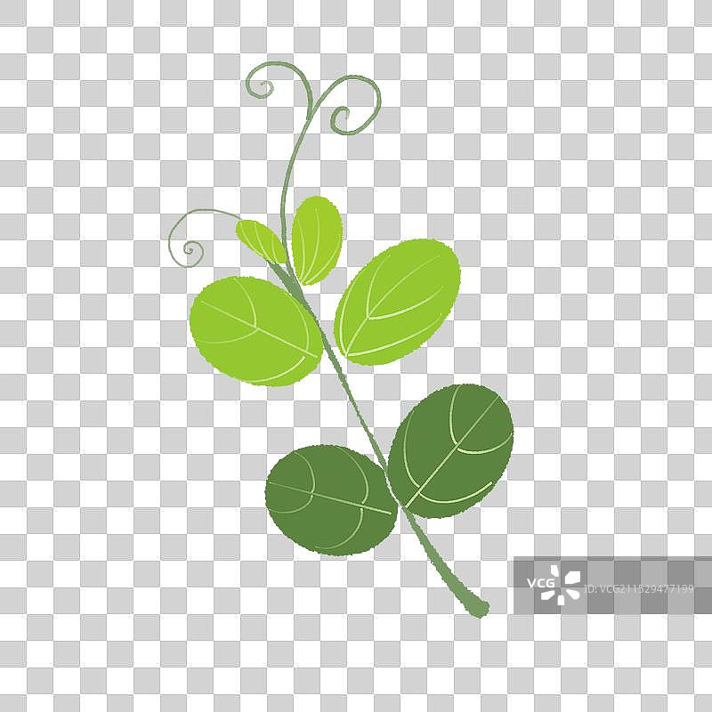 豌豆尖图片素材