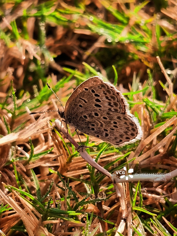 植物上蝴蝶特写镜头图片素材