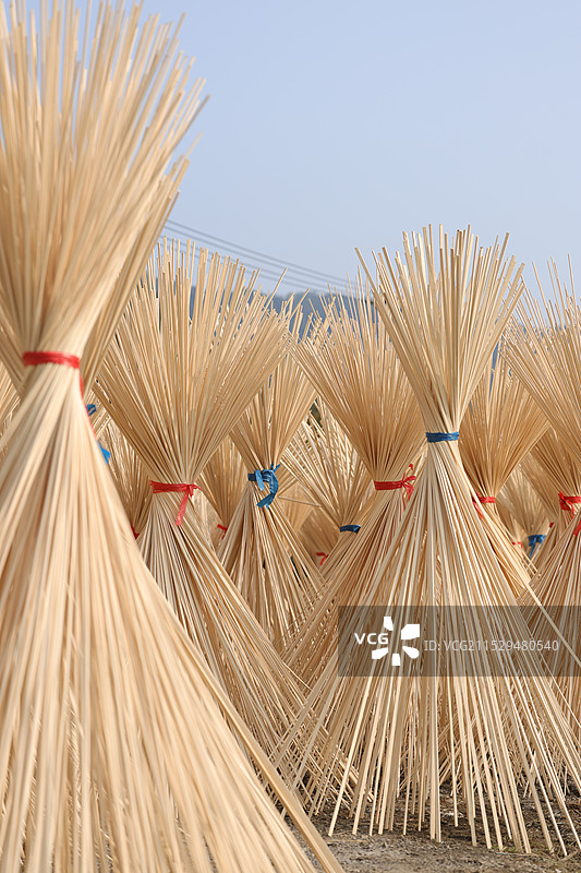 秋日晒竹图片素材