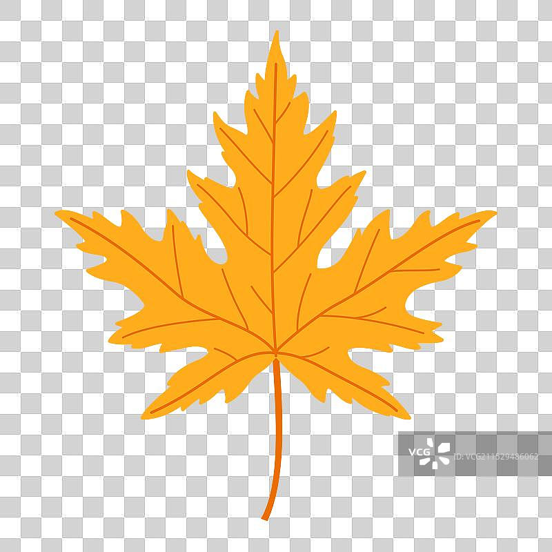 秋天的黄色枫叶手绘时尚扁平风格图片素材