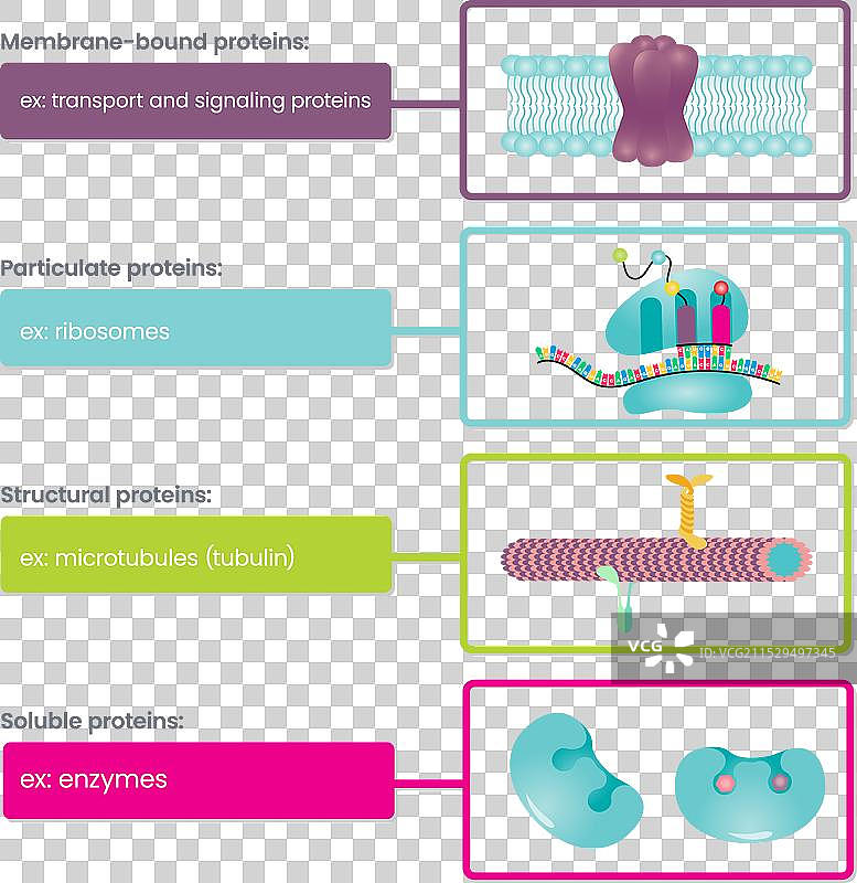 蛋白质类型信息图表图片素材