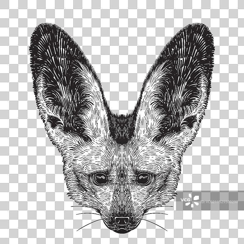 沙狐头部的黑色轮廓画图片素材