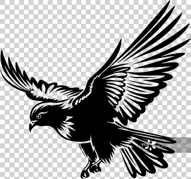 黑白鸽子图片素材