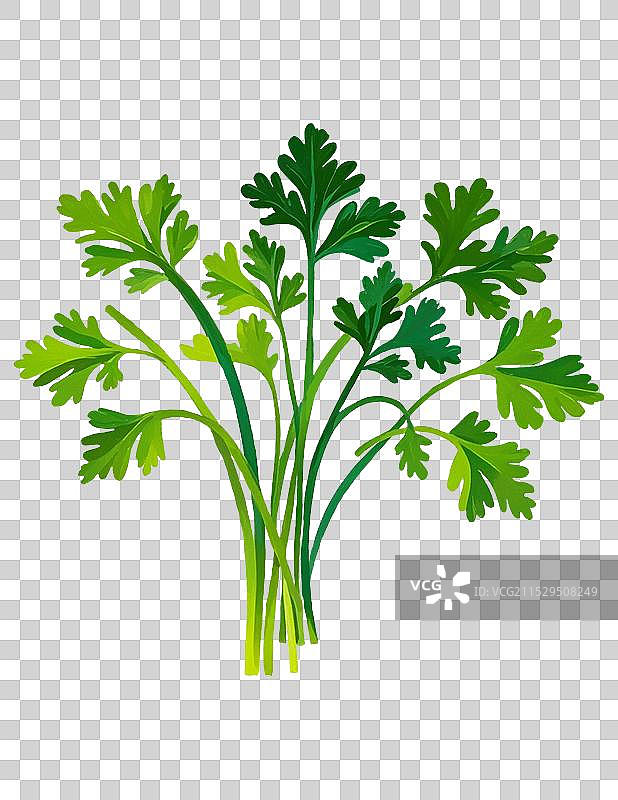 香菜图片素材