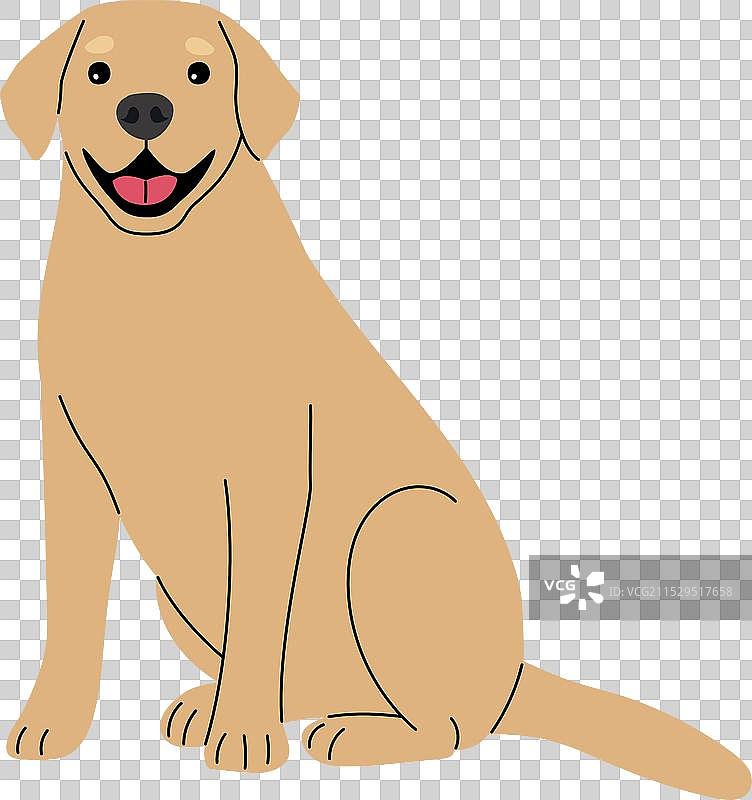 白色背景上的拉布拉多犬图片素材