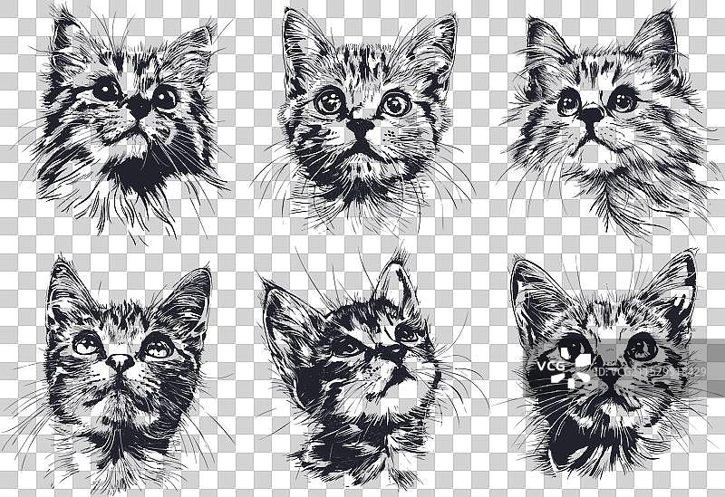 猫头素描集，包含猫头和小猫的素描图片素材