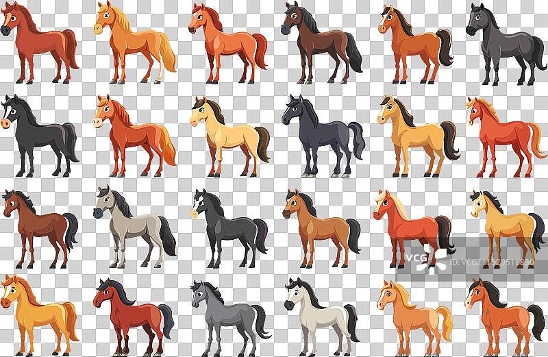 可爱的马或小马品种图片素材