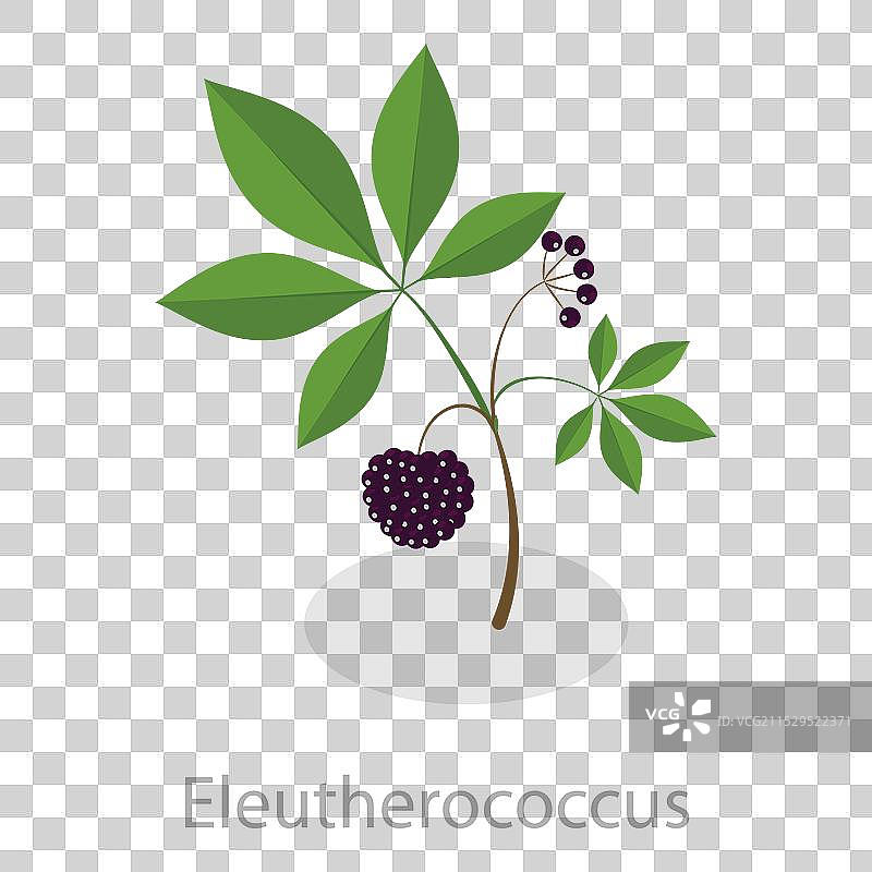 3D等距平面风格的疗愈草药集合图片素材