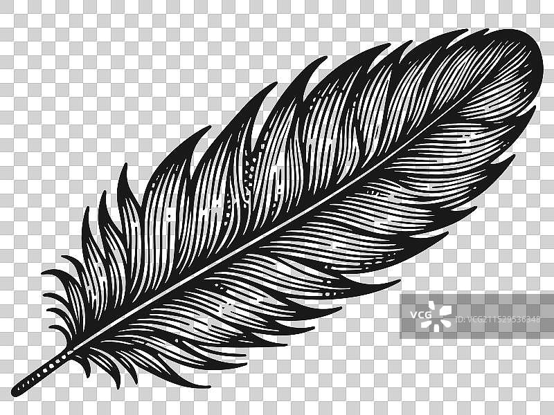 详细的黑白羽毛图片素材