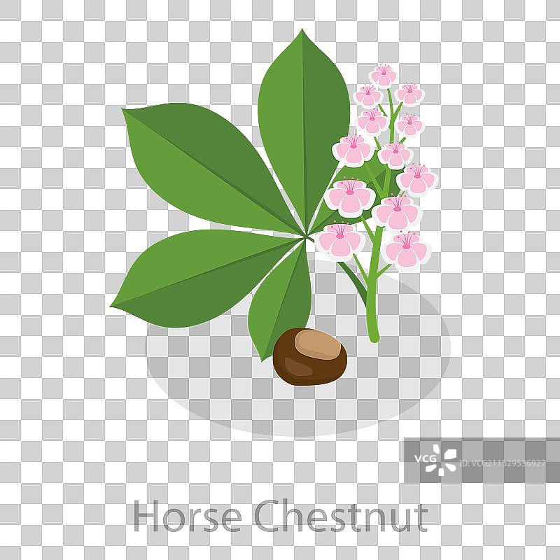 3D等距平面收敛草药的平面图集图片素材