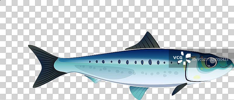 可爱的卡通沙丁鱼角色，孤立展示图片素材