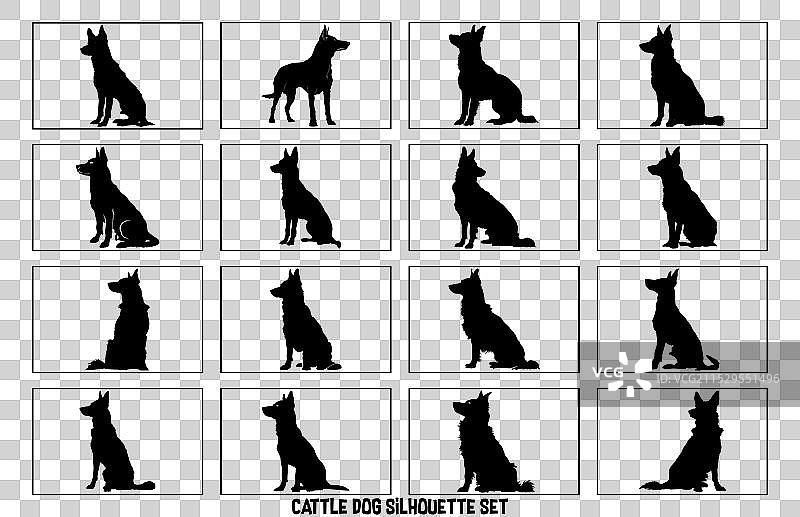 澳大利亚牧牛犬轮廓狗种图片素材