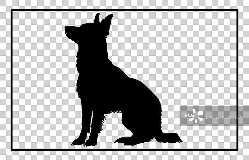 澳大利亚牧牛犬轮廓犬种图片素材