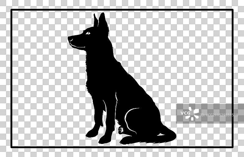 澳大利亚牧牛犬轮廓狗种图片素材