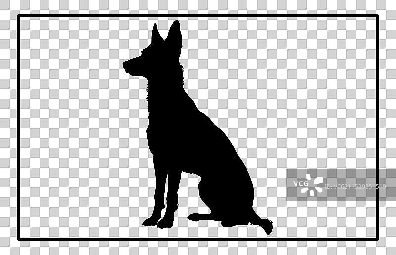 澳大利亚牧牛犬轮廓狗种图片素材