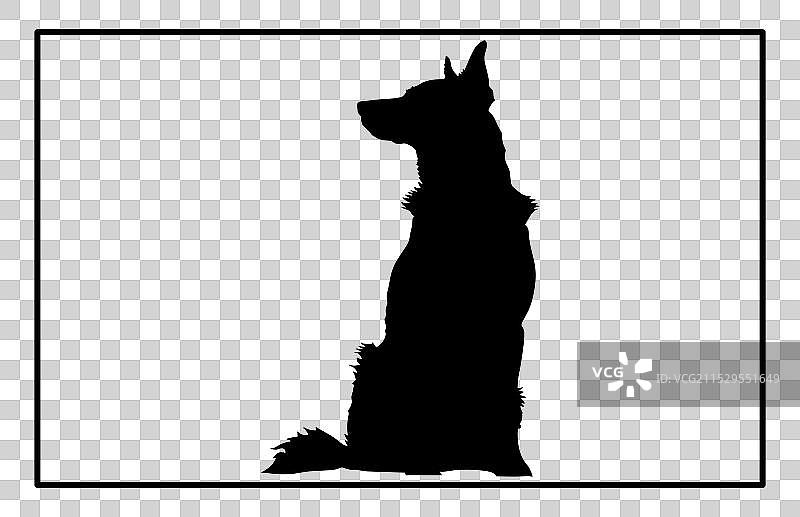 澳大利亚牧牛犬轮廓狗种图片素材